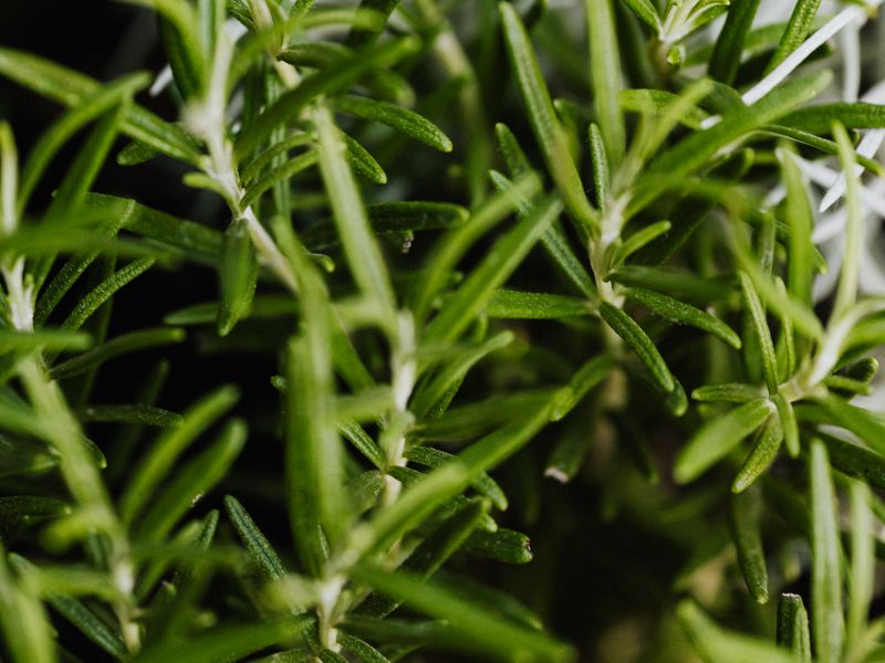 Natural Herbs